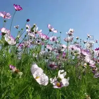 慢慢走，沿途有風(fēng)景，背后有陽光配圖
