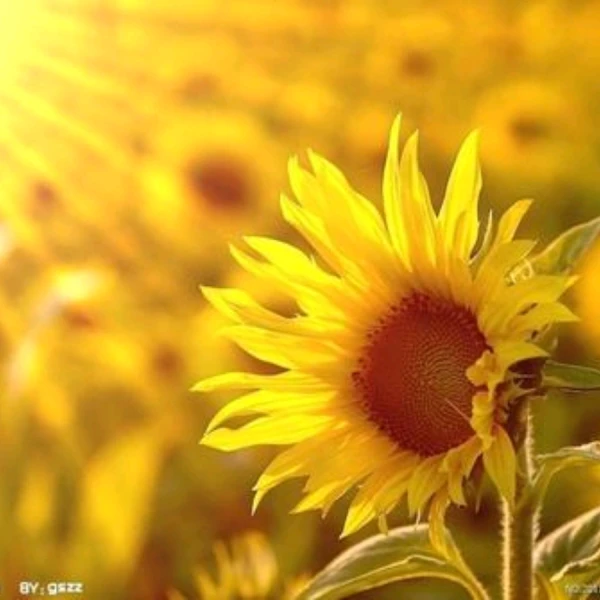 王鈺~心理咨詢師