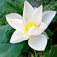 如果放棄真的那么容易，誰又會選擇卑微的糾纏，道理誰都懂，可是真正愛過的人，又怎么會輕易放手。如果放不下，可以來找我聊聊。配圖