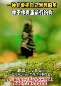 享受人生而不沉湎，看透人生而不消極，不管世風如何浮躁，都應盡量保持一份高雅、恬靜和淡然。--文學家梁實秋配圖