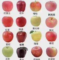 一個(gè)蘋果都分這么多種，
更何況是孩子…

每個(gè)孩子都是最亮的星星?
哪有好壞之分，只是不同而已

發(fā)現(xiàn)每個(gè)孩子自己的閃光點(diǎn)?
尊重每個(gè)孩子生命的與眾不同配圖