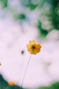 【心理咨询心得】今天看到某心理咨询师分享的一段感悟，觉得甚是有理。“心理咨询案例看的多了听得多了，会下意识地以为自己了解别人所想，其实还需要确认，反馈、澄清永远不过时，总要搞清楚自己是不是真的懂了对方的意思。我们所接收到的不等于对方所说，其实对方所说也不一定完全表达了他的所想，双方在不断的反馈、澄清中搞清楚真实的想法，有的时候就能达到治疗的作用。读懂对方的想法，也要确保自己的想法不能替代别人的感受！”配图