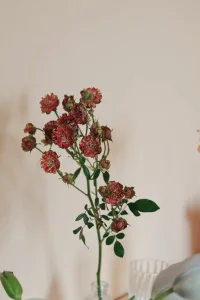 【致親愛的來訪】您如果想要找我傾訴或心理小困惑的咨詢，麻煩在簡(jiǎn)單5句文字溝通后下單語音交流，暫不支持免費(fèi)文字傾聽。我很希望用我的專業(yè)知識(shí)和我的包容本心來支撐你們，但是同時(shí)也請(qǐng)尊重我的時(shí)間和精力付出。我的時(shí)間和精力確實(shí)很有限，沒有辦法長(zhǎng)時(shí)間通過文字交流來無條件陪伴您。免費(fèi)5句文字溝通僅限于簡(jiǎn)單的問題了解，和彼此風(fēng)格的適配選擇，敬請(qǐng)理解。配圖