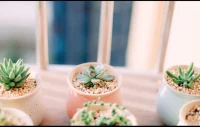 雞湯再有理終究是別人努力的總結，故事再勵志也只是別人一路的經歷，只有你自己才能改變自己~配圖