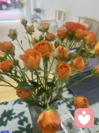 以其内耗自己，不如给用鲜花打点一下生活！配图