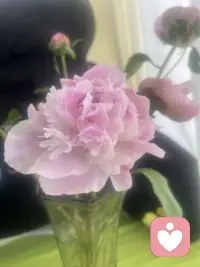 从花开到绽放，它们替我细数每一寸慢下来的光阴。每一瓣都在低语呢喃：你呀，值得被这世界温柔地捧在掌心。