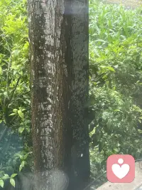 这树干在印象里应该长成圆形一类的，可是它居然方正的成长着，所以世间万物有时不用框架去定义会开心很多！