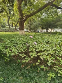 当你脑子充满了某事的时候，另外别的什么事都会想不起来，尤其要你转弯
