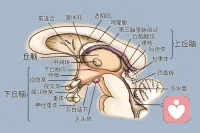 大量的研究证明，丘脑及下丘脑功能亢进，是人或其他高等动物产生愤怒情绪和攻击行为的生理基础配图