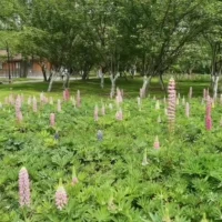 到了一定年纪，40不惑了，我惊喜的发现：真正决定我生活质量的其实是家庭。人生下半场，夫妻恩爱互助，父母健康，儿女承欢膝下，才是最大的幸福。配图