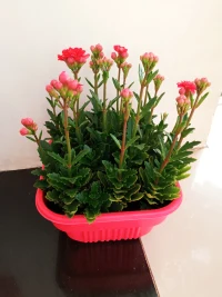 與您一起成長:不是贏了孩子，而是贏得孩子。當我們對孩子強硬懲罰，我們贏了，孩子輸了；當我們對孩子妥協驕縱，孩子贏了，我們輸了。無論哪一種，都只有一個贏家，甚至某種意義上來說，我們和孩子都是輸家。我們更希望創造共贏的局面。達成成親子共贏，首先要相互理解，和孩子站在同一面，而不是對立面。當孩子覺得被理解了，就會更愿意聽取我們的想法和觀點，才能努力找出解決問題的方法。這樣我們就贏得了孩子的心，孩子也贏得了我們的心。我想說的是:親子矛盾，要么雙輸，要么雙贏，需要我們和孩子一起創造更多共贏的體驗。配圖