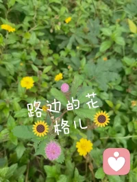 我決定放棄敵意對抗的情緒了，很慢!但很堅定!配圖