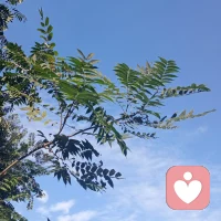 祝伙伴們開心快樂，不止中秋??配圖