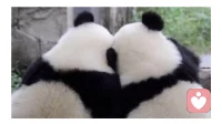 聽(tīng)過(guò)一句話：“生命是一場(chǎng)遇見(jiàn)自己的旅程，一切外在世界都是自己生命的倒影。”無(wú)論遇見(jiàn)誰(shuí)，皆是遇見(jiàn)不同狀態(tài)下的自己。我若為俊鳥(niǎo)，自有鳳凰同飛。這一生中，唯有先做最好的自己，才能遇見(jiàn)最好的別人。讓我們共勉!?配圖