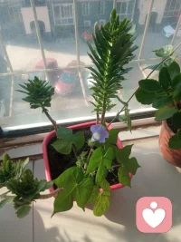 寬容，是對自己涵養的修煉，偶爾計較，是告訴別人我不傻。前者是格局，后者是底線。在相互尊重的條件下,我是個有禮貌的人。如果哪天我失禮了,那么請你先照照鏡子……配圖