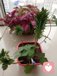 家是愛、歡樂和笑殿堂，我們把家看的有多重，就會有多少福氣，您信嗎？??配圖
