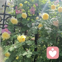 專注忘我地，去做我應該做的事情。比如:專注地聽著歌、準備著中午飯，11點多要去接孩子等，每一個瞬間都彌足的珍貴。配圖
