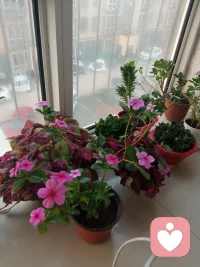 ??我的感悟::在家里，我真的很重要！不管我在哪里，離開了我，家就不能稱其為家，孩子就沒有了媽媽。家之所以為家，那是抱團取暖的地方，那是陽光普照的小世界，那是孩子溫暖舒適的小港灣。我想為我的愛人留下美好的回憶，讓長大的孩子留下美麗的念想，我真的很重要。因為人生短暫！我珍惜與家人在一起的今天，今天之所以是今天，那是因為是“金天!”配圖