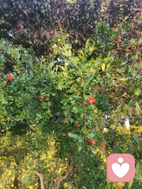 用心陪伴:心在關注的陪伴才是真愛的陪伴！不是孩子和你在一起，而你和手機在一起！陪伴不僅僅是身陪伴，更重要的是心陪伴！身的距離可以隨孩子年齡的增長變寬，但心的距離一定不變！孩子0-2歲，???陪伴需要常抱抱；孩子2-4歲，???陪伴需要常牽手；孩子4-7歲，???陪伴需要常游戲；孩子7-12歲，?陪伴需要常傾聽；孩子12-18歲，陪伴需要是支持！配圖