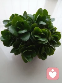 未來之心:心向未來，虛度一天和努力一天，三五天看不出任何差別、變化、距離，但是一個月后，會看到話題不同；三個月后，會看到氣場不同；半年之后，會看到距離不同，一年之后，會看到人生道路不同。沒有天生的天才，唯有不斷學習、積極向上，才能所愿必成，這是我最深切的體會??配圖