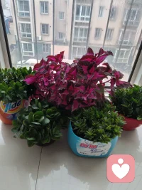 未來之心:心向未來，虛度一天和努力一天，三五天看不出任何差別、變化、距離，但是一個月后，會看到話題不同；三個月后，會看到氣場不同；半年之后，會看到距離不同，一年之后，會看到人生道路不同。沒有天生的天才，唯有不斷學習、積極向上，才能所愿必成，這是我最深切的體會??配圖