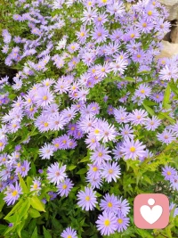 歌曲《對不起，請原諒，謝謝你，我愛你》，是一首唱給自己的歌，很有觸動，凈化自己的心靈哦！配圖