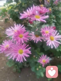 歌曲《對不起，請原諒，謝謝你，我愛你》，是一首唱給自己的歌，很有觸動，凈化自己的心靈哦！配圖