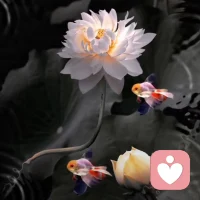 自我感悟::大自然(宇宙)中有補償法則。意思是在這里吃了虧，那里會無緣無故的得到補償，就像從小一直吃虧的孩子，長大了會莫名其妙的福氣滿滿，相反，從小就沒吃過虧的孩子，成人后生活往往是一地xx，不盡他意。所以我們要再一次升級版解讀:“老話兒，吃虧是福;時尚話兒，所以失去的都會以另一種方式歸來。”我想表達的是存在即合理，發(fā)生就接納，因為一切的發(fā)生都是自身勾、引而來的。配圖