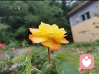 再次回顧去年人生逆境，已然扭轉，敬畏因果，臣服事實，轉念轉運。感恩過往所有善緣、善意，也感恩現在未來善緣、善意。配圖