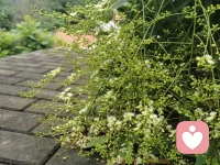 再次回顧去年人生逆境，已然扭轉，敬畏因果，臣服事實，轉念轉運。感恩過往所有善緣、善意，也感恩現在未來善緣、善意。配圖