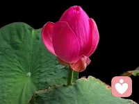 家庭中，你贈與對方什么就會收獲什么，你給對方的是抱怨指責(zé)，回來的也一定是抱怨指責(zé)，你送給對方的是連接，愛和擁抱，你收獲的一定是連接愛和擁抱。人最傻的就是和自己的另一半過不去，實(shí)際是和自己過不去。忘了他(她）是你的另一半，記得:你要用希望愛人怎么對待你的方式，你先怎么對待他(她），你將收獲甜美的婚姻????配圖