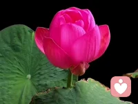 家庭中，你贈與對方什么就會收獲什么，你給對方的是抱怨指責(zé)，回來的也一定是抱怨指責(zé)，你送給對方的是連接，愛和擁抱，你收獲的一定是連接愛和擁抱。人最傻的就是和自己的另一半過不去，實(shí)際是和自己過不去。忘了他(她）是你的另一半，記得:你要用希望愛人怎么對待你的方式，你先怎么對待他(她），你將收獲甜美的婚姻????配圖