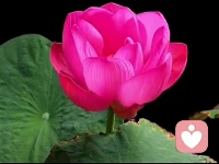 家庭中，你贈與對方什么就會收獲什么，你給對方的是抱怨指責(zé)，回來的也一定是抱怨指責(zé)，你送給對方的是連接，愛和擁抱，你收獲的一定是連接愛和擁抱。人最傻的就是和自己的另一半過不去，實(shí)際是和自己過不去。忘了他(她）是你的另一半，記得:你要用希望愛人怎么對待你的方式，你先怎么對待他(她），你將收獲甜美的婚姻????配圖