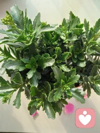 利他還是利己::利他，你給予每個人的使用價值（付出）必須遠遠大于他們所帶給你的貨幣價值（收益）。要得到你想要的，你必須先給予他人他想要的。用利他的過程達到索取的目的，這就是人生。過程中的利他會變成結果中的利己；過程中的付出會變成結果中的索取。不知我表達明白了沒有？配圖