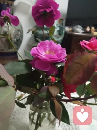 ❤️自我核对:时常的问问自己，☆你相信世界是美好的吗?你习惯开心快乐吗?你习惯别人对你好吗?你习惯被人爱吗?你习惯幸福吗?☆核对的结果是如果是肯定的，那我就是顺应自然规律的，否则就是……亲爱的伙伴你呢！让我们共振这份爱的能量❤️配图