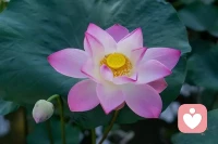 分享金句::1.如果你觉得你受到了伤害，那一定是你配合了它。
2.没有受伤的人，只有不懂得爱和不知道怎么表达爱的人。
3.如果生活变轻松，快乐，愉悦了，你会习惯吗？
4.把故事还给故事的主人，让我们更轻松地把爱带回家好吗?
5.你更习惯成功快乐的生活，还是更习惯痛苦麻木的生活？
6.关系里的秘诀，在于放下对别人的期待，收回来给自己。配图