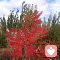 为什么亲密关系这么难？
为什么我们会在关系里有这么多挑战呢？
我常常开玩笑说，如果在亲密关系里，我和伴侣的关系，能够像和宠物的关系一样，那就天下太平了。

为什么我和狗狗能够有一个这么好的关系，和最亲近的人却不能呢？
一个人有一个独特的需求，我想在关系里体验到亲密、连接、放松、敞开······
当一个独特的人，把这样一种需求、意图带到关系里，可是，它的相反面也全部被搅动了，来自性别的、文化的、历史的、祖先的······
当你进入到关系里，并不是一个人进入到关系里，你是带着你的原生家庭，带着你的文化、历史、性别进入到关系里。
当一个个人的需求和这些内在不同的部分产生冲突的时候，我们的生命就会体验到很多的挑战和困难。配图