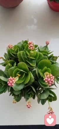 分享學習體會:：
家庭角色中“自我歸位”很重要，在任何關系里面都要先“自我歸位”，自己歸位了，對方才會歸位。
??重提家庭序位，先是自我關系，再親密關系，最后才是親子關系。
不要因為兩性關系不好，就直接逃避到親子關系上來，讓孩子來替代我們的兩性關系，家庭成員中誰也不在自己的角色里，好比一個蘿卜一個坑，不在自己的坑里，你就去坑別人，這是最不可取的。
有的時候把孩子作為兩性關系的擋箭牌，愛人會憤怒；
孩子也會通過暴怒的方式來反抗；
這種替代不會讓婚姻更幸福。反而害了孩子，讓孩子迷茫，沒有方向，分不清到底誰是爸爸，誰是媽媽。
親愛的伙伴，我表達清楚了嗎？??配圖