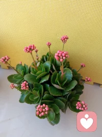 ❤️分享学习感悟::受害者心态，是一种自我防御，将不快乐、不幸福归咎于外人，使自己短暂的获得同情、安慰。
受害者常常会到处去诉说：这都是他的错！也会一股脑的将问题和责任都推到对方身上，还时时都能找到证据，将自己包装成一个妥妥的“受害者”。其实受害者心态是最毁灭幸福、破坏关系的心态。
❤️无论是学习心理学还是做心理咨询，最终的核心是助力来访者把指出去的手，收回来放在自己身上，重新认识自己。提升自己的认知，长自己的生活智慧而已。
亲爱的伙伴让，我们要带上觉知生活，时刻觉察自己有没有受害者心态，好不好❤️配图