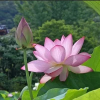 ??分享共振智慧媽媽的六字真言嘴甜、心大、手閑::
1.嘴甜一點~你要學會嘴甜一點，多表達贊美、表揚、肯定、欣賞這些溫暖的話，會給孩子勇氣和力量讓他越來越勇敢、獨立和自信。
2.心大一點~養育孩子，就像牽著蝸牛在散步急不得，慢慢來才比較快，你要學會心大一點，了解和掌握孩子的身心發育特點和規律，給予充分的耐心、理解和包容，陪孩子慢慢長大，靜待花開。
3.手閑一點~在家庭里，有一個很有意思的現象，媽媽越勤快，其他家庭成員越懶。要學會手閑一點，多表達需要多邀請老公，孩子參與到家務中，懂得示弱，讓老公和孩子有機會幫助你，服務你做個偷懶的媽媽，慢慢你會發現老公更勤快，孩子們更貼心。親愛的媽媽們加油！未來20年，女性引領世界，一手領著娃，一手輕松創業，很幸福的畫面哦??配圖