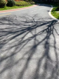 ??快遞到了一本心悅的書，然后正好小區曬曬太陽，讀一讀，

突然看到樹的影子，好像我們人體的血管啊!

這就是萬物皆有靈吧，和萬物共振配圖