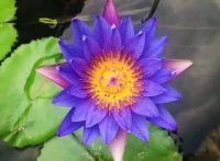 ??《愛之后的愛》??

總有那樣一天
你會滿心歡喜地歡迎你的到來
在你自己的門前自己的鏡子里
彼此微笑致意
并說這兒請坐請吃
你會再次愛上這個曾經是你自己的陌生人
給他酒喝給她飯吃
把你的心還給他自己
還給這個愛了你一生
被你因別人而忽視
卻一直記著你的陌生人
把你的情書從書架上拿下來
還有那些照片絕望的小紙條
從鏡中揭下你自己的影子
坐下來享用你的一生配圖
