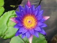 ??一滴水回歸大海……

是自救，為了更好的存在

早上午好親愛的伙伴??配圖