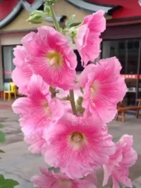 生命的意義是什么？
答，每個人都不同，
它在于自己親身去體驗、去探索
或者如何把自己經歷過的一切變成自己的智慧，
6歲之后沒有新鮮事，啥都知道了，去做就好了
你的內在有一切問題的答案
這才是每個人生命的意義，也是活著的意義配圖