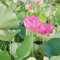 分享金句:

?事情本身不是問題，如何看待、解讀問題才是問題。

?欺負孩子，不會愛孩子，給你差評!

?你與媽媽的關系也是你與世界的關系

?家庭里最好的關系是爸爸愛媽媽，媽媽愛孩子配圖