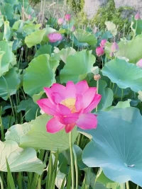 分享金句:

?事情本身不是問題，如何看待、解讀問題才是問題。

?欺負孩子，不會愛孩子，給你差評!

?你與媽媽的關系也是你與世界的關系

?家庭里最好的關系是爸爸愛媽媽，媽媽愛孩子配圖