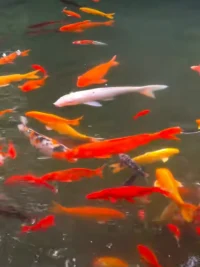 我們感覺生命痛苦，
往往是我們自己創造了我們的痛苦

我們還往往去責怪他人，或者責怪我們的大環境，
這樣我們就變成了受害者，創造出自己的痛苦。

我們消耗了我們的能量，而將生命變成
一場受害者的游戲，

我們需要從痛苦假象里醒來!醒來!醒來!配圖