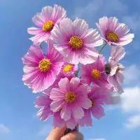 我一直認為，文字是慢的歷史，真正的文學不是為了使我們生活的更快，而是為了使生活中的慢不致失傳。
        ———米蘭·昆德拉
美圖更是無比有趣，讓人無限的想象配圖