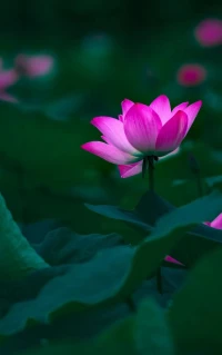 ??人如紙鳶，我們總想緊緊抓住手上那一根線，但風(fēng)起時(shí)，下一刻又不知身居何處，前路何方。

只有到了一定年齡，經(jīng)過(guò)生活的洗禮，才懂得心安是福，心安才是歸處。配圖