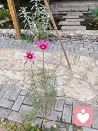 什么環境就說什么話:

一個人的時候說自話…愛自己的話

兩個人的時候說情話…說富有情感的話

三個人的時候說友話…說面子話

四個人的時候說酒好……說平時不敢說的話配圖